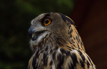 Profile view of eagle owl in the wild