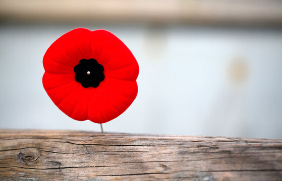 Le coquelicot pour le Jour Du Souvenir de La Premi&egrave;re Guerre Mondiale