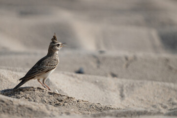 Crested Lark on Qatar's northern coast 