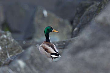 Fototapeta premium The mallard near the water. Male wild duck between the rock. European nature.
