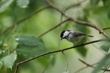 Obraz premium 枝にとまるコガラ