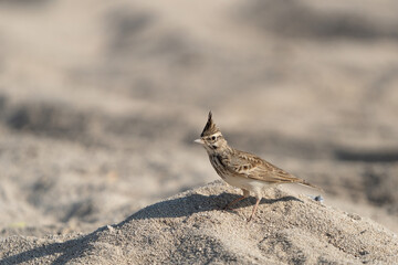 Crested Lark on Qatar's northern coast 