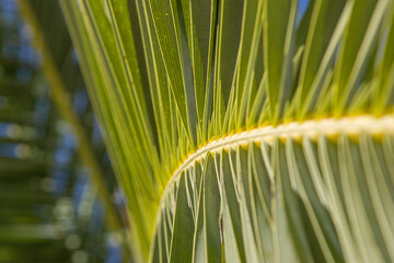 Liść palmy w promieniach słońca - obrazy, fototapety, plakaty