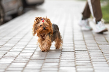 Little dog of yorkshire terrier walking on city street