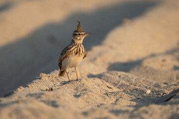 Crested Lark on Qatar's northern coast 