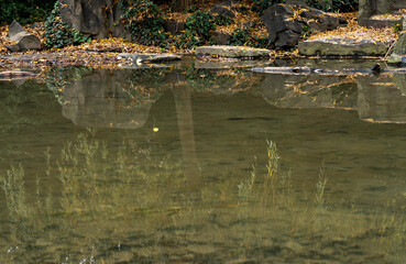
flowing stream with clear water and fallen leaves in autumn and in the background is a small waterfall in a park in nature in autumn