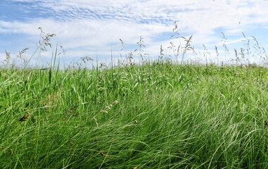 Obraz premium A lawn with green grass all the way to the horizon. Horizontal landscape of a flat field with fresh spring grass.