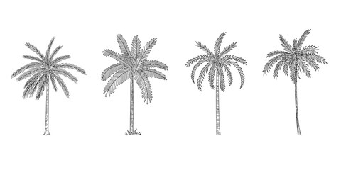 Fototapeta na wymiar Vector Illustration of Palm Tree Sketch for Design, Website, Background, Banner. Hand Drawing Floral on Beach. Travel and Vacation Ink Element Template. Isolated on White.