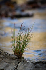 grass and water
