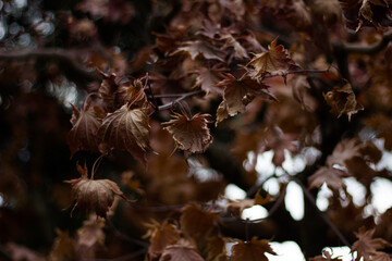 fall leaves