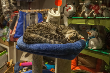 Cat sleeping on a pillow in a showcase with puppets, Venice, Italy
