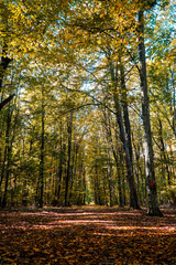 Fototapeta premium Autumn in the park