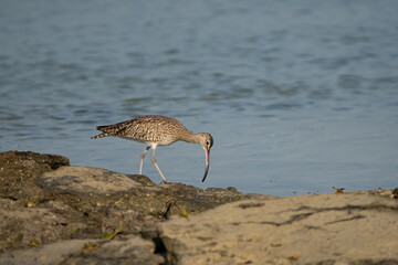 Eurasian curlew on the northern coast of Qatar