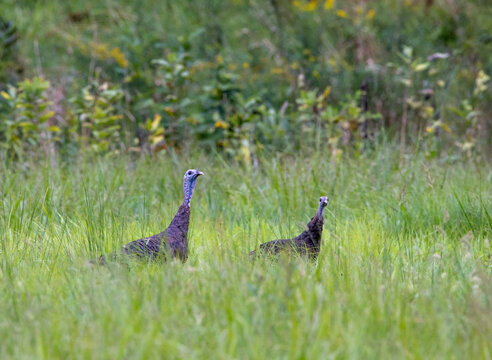 Landscape Of Small Turkeys On The Field