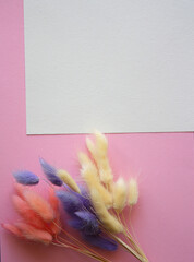Paper greeting card with multicolored Lagurus ovatus bouquets on a pink background. Space for text. Top view.