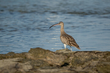 Eurasian curlew on the northern coast of Qatar