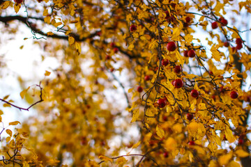 golden autumn leaves