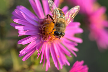 bee on a pink flower