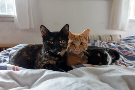 THREE CATS IN BED . DREI KATZEN IM BETT