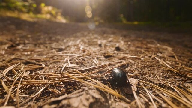 Close-up of an earth-boring dung beetle Geotrupidae on the forest floor