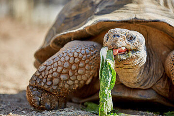 Giant Galapagos Tortoise eating Lettuce