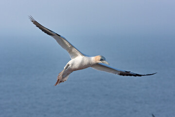 Northern gannet colony on the Helgeland. A colony of gannet nesting on the cliff. European wildlife.