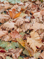 autumn leaves background