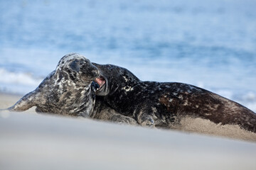 Obraz premium Grey seal colony on the Helgeland. A colony of seal laying on the beach. European wildlife.