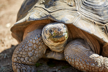 Naklejka premium Giant Galapagos Tortoise looking towards the Camera