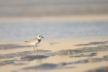 Lesser Sand Plover on the southern coast of Qatar