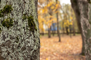 tree bark in the park covered with moss, tree trunk. Tree diseases