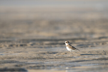 Lesser Sand Plover on the southern coast of Qatar