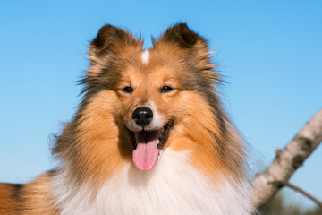 Fototapeta na wymiar Stunning nice fluffy sable white shetland sheepdog, sheltie standing pretty outside on birch tree stump on a sunny day with blue sky. Small working, little cute collie, lassie sheepdog outdoors 