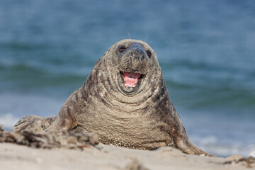 Grey seal colony on the Helgeland. A colony of seal laying on the beach. European wildlife.
