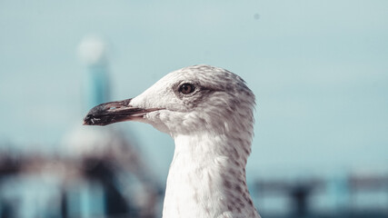 portrait of a seagull