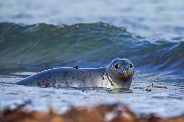 Grey seal colony on the Helgeland. A colony of seal laying on the beach. European wildlife.
