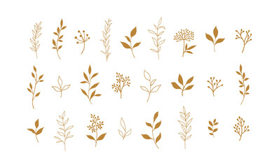 Obraz premium Set of vector plants and herbs. Hand drawn floral elements.