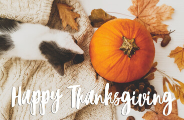 Happy Thanksgiving text sign on cute little kitten playing on warm sweater with pumpkin, autumn...