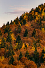 Autumn forest in the mountains