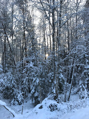 Photo of a winter morning in the forest