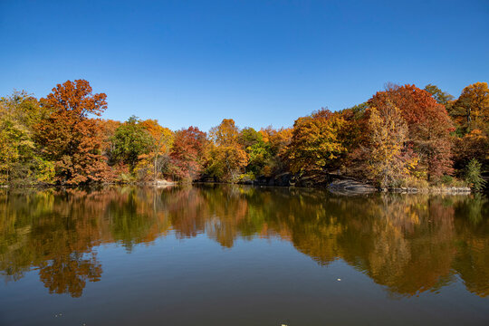 Trees around Bank Rock Bay and Oak Bridge reflect off the Lake from in Central Park, New York City.