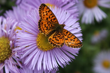butterfly on flower