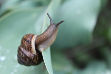snail on the leaf