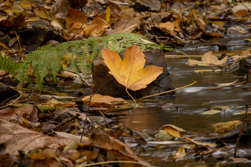 green fern and orange fallen leaf on a stone in a flowing stream and clear flowing water in autumn in the forest 