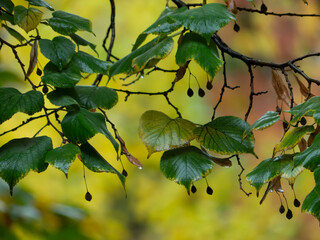 yellow leaves on a day