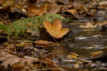 
flowing stream with clear water and fallen leaves in autumn and in the background is a small waterfall in a park in nature in autumn