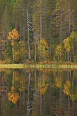 Forest in the autumn colors. Wild forest in Finland. European nature. 