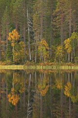 Fototapeta premium Forest in the autumn colors. Wild forest in Finland. European nature. 