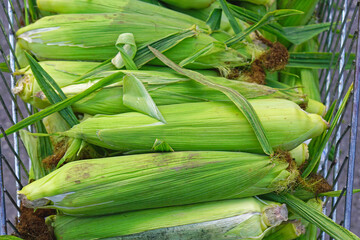 Fototapeta premium Corn in husk