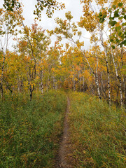 Obraz premium Beautiful view of a Hiking trail at Assiniboine Forest on an autumn day in Winnipeg, Manitoba, Canada